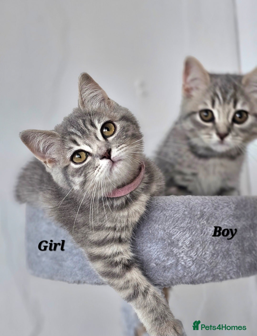 British Shorthair cats for sale: British breed kittens - Image 1