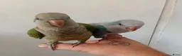 Parakeets birds for sale: Pair of hand reared quaker parrots, male/female - Advert 2