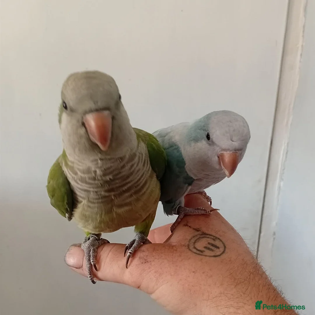 Parakeets birds for sale: Pair of hand reared quaker parrots, male/female - Advert 2