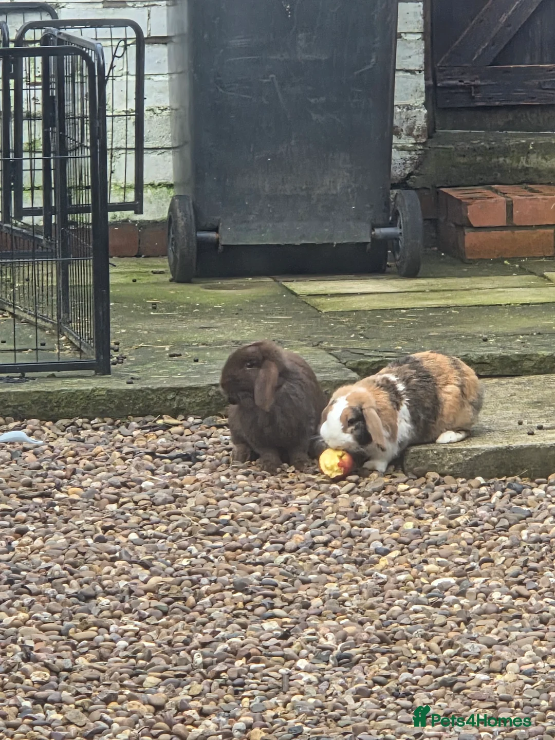 Mini Lop rabbits for sale: 2 male mini lop rabbits in Barnsley - Advert 6
