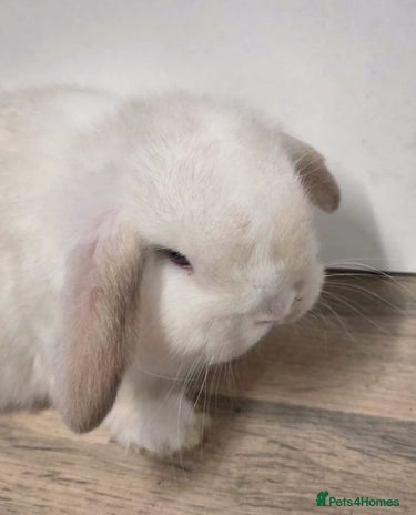 Mini Lop rabbits 💙Only one left💙purebred minilops💙 - Advert 13