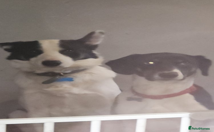 Mixed Breed dogs - Advert 15