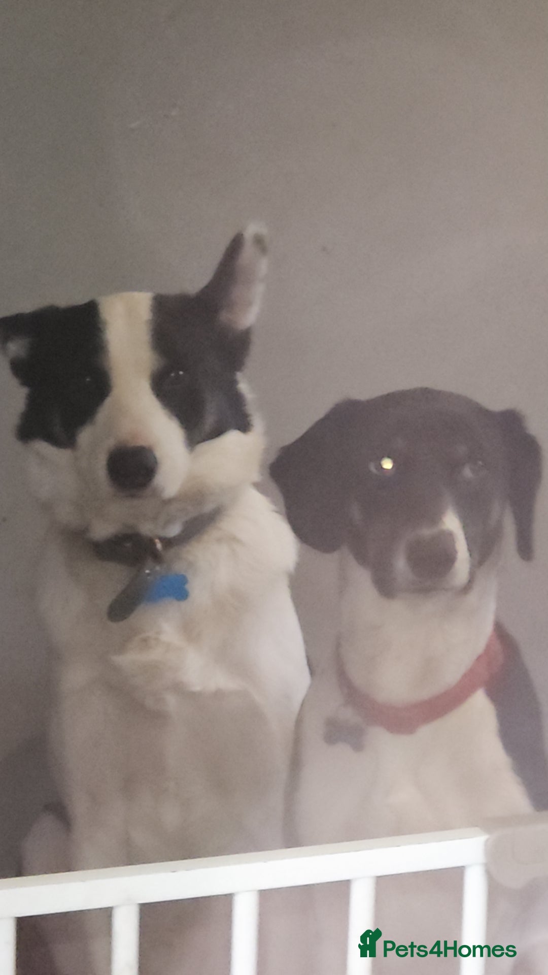 Mixed Breed dogs for sale: Jack and oreo  - Image 1