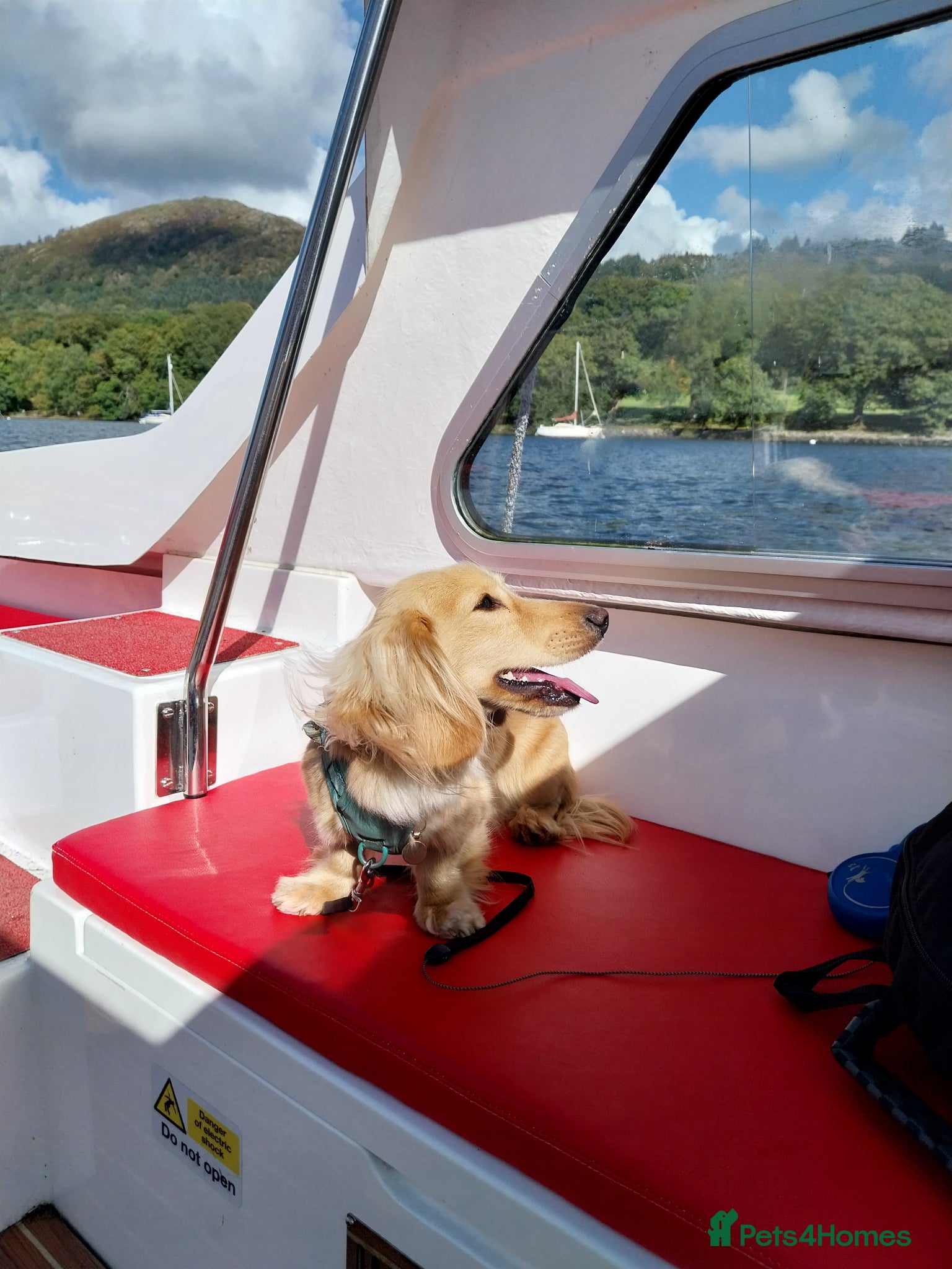 Miniature Dachshund dogs KC Cream long haired - Advert 4