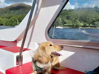 Miniature Dachshund dogs KC Cream long haired - Advert 4