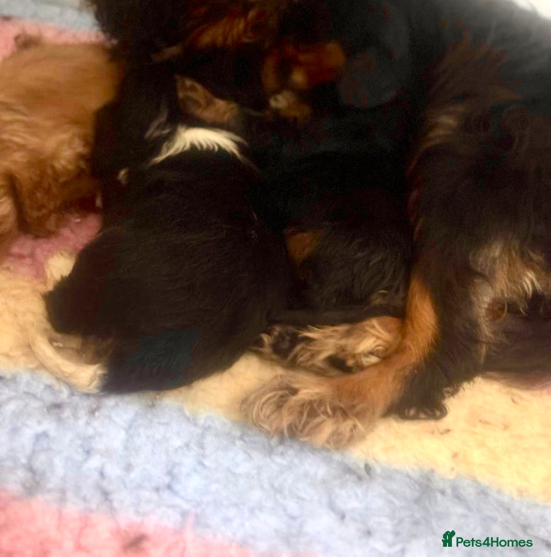 Cavalier King Charles Spaniel dogs for sale: Stunning cavalier King Charles  - Image 6
