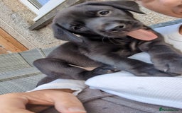 Labrador Retriever dogs for sale: Last black lab bitches available  - Image 4