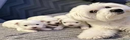 Maltese dogs for sale: Little Snowflakes with Personalities of Their Own in Lincoln - Advert 3