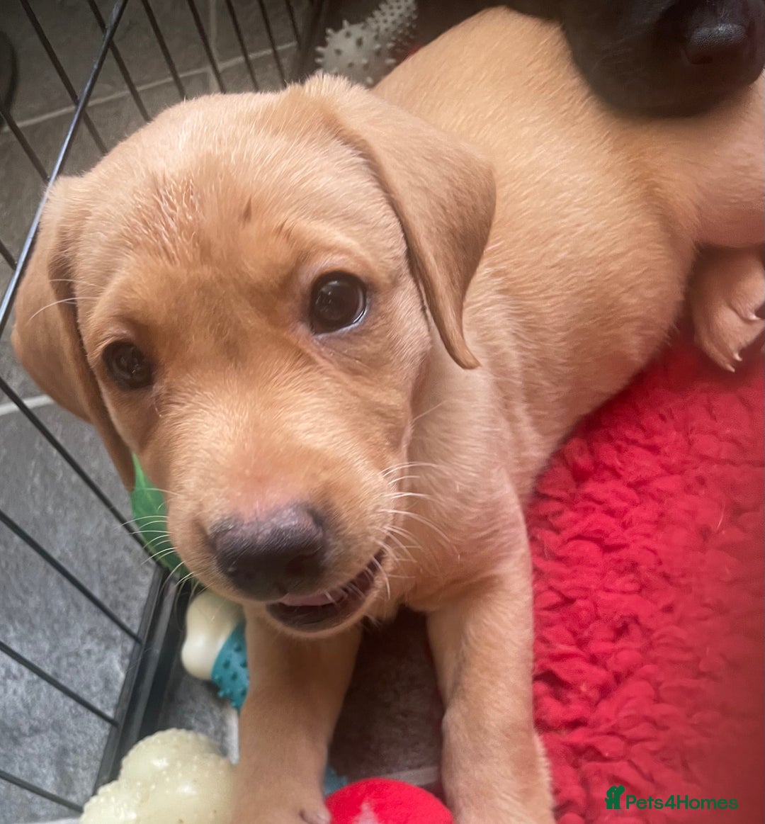 Labrador Retriever dogs for sale: Black and Fox Red KC Health Tested Puppies - Advert 3