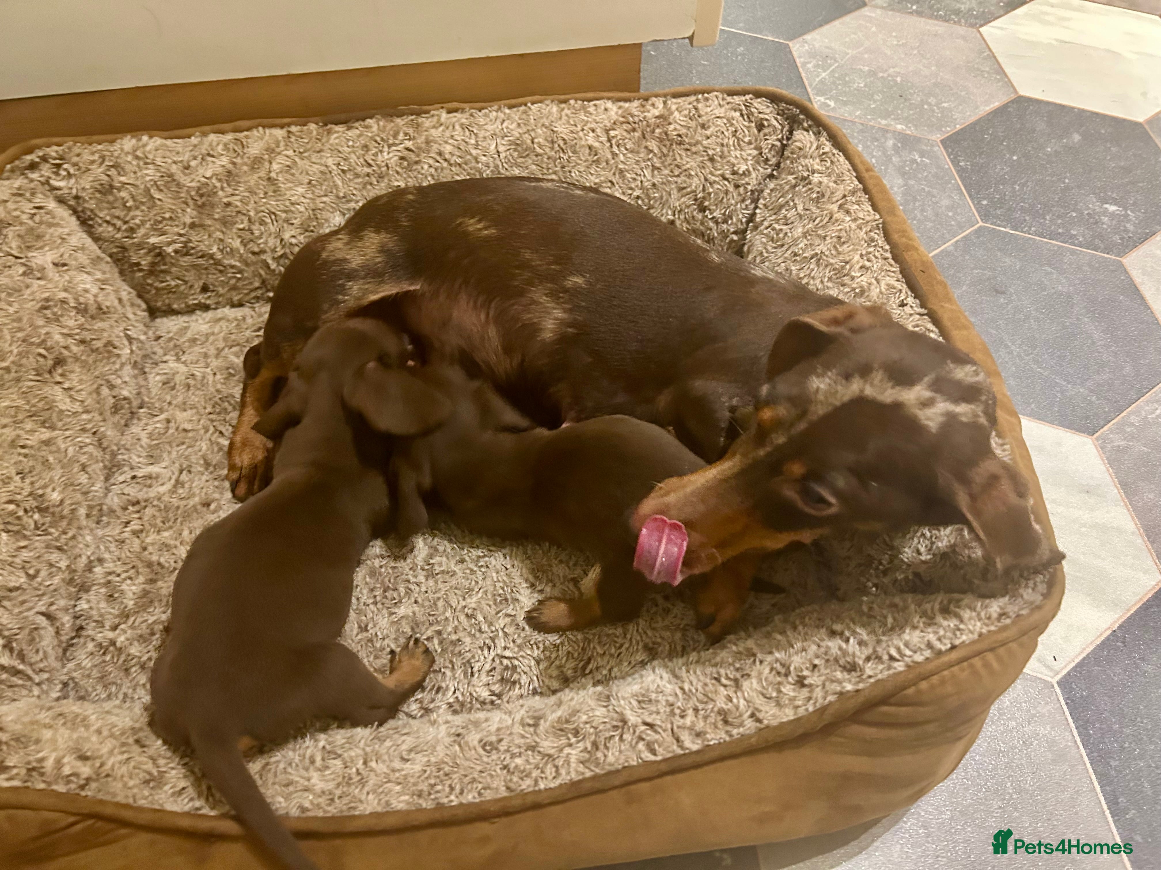 Dachshund dogs miniature dachshund - Advert 8