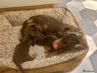 Dachshund dogs miniature dachshund - Advert 5