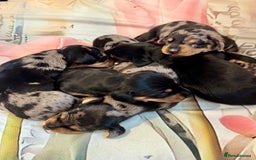 Dachshund dogs for sale: Pedigree Dachshund puppies PRA clear health tested - Image 11