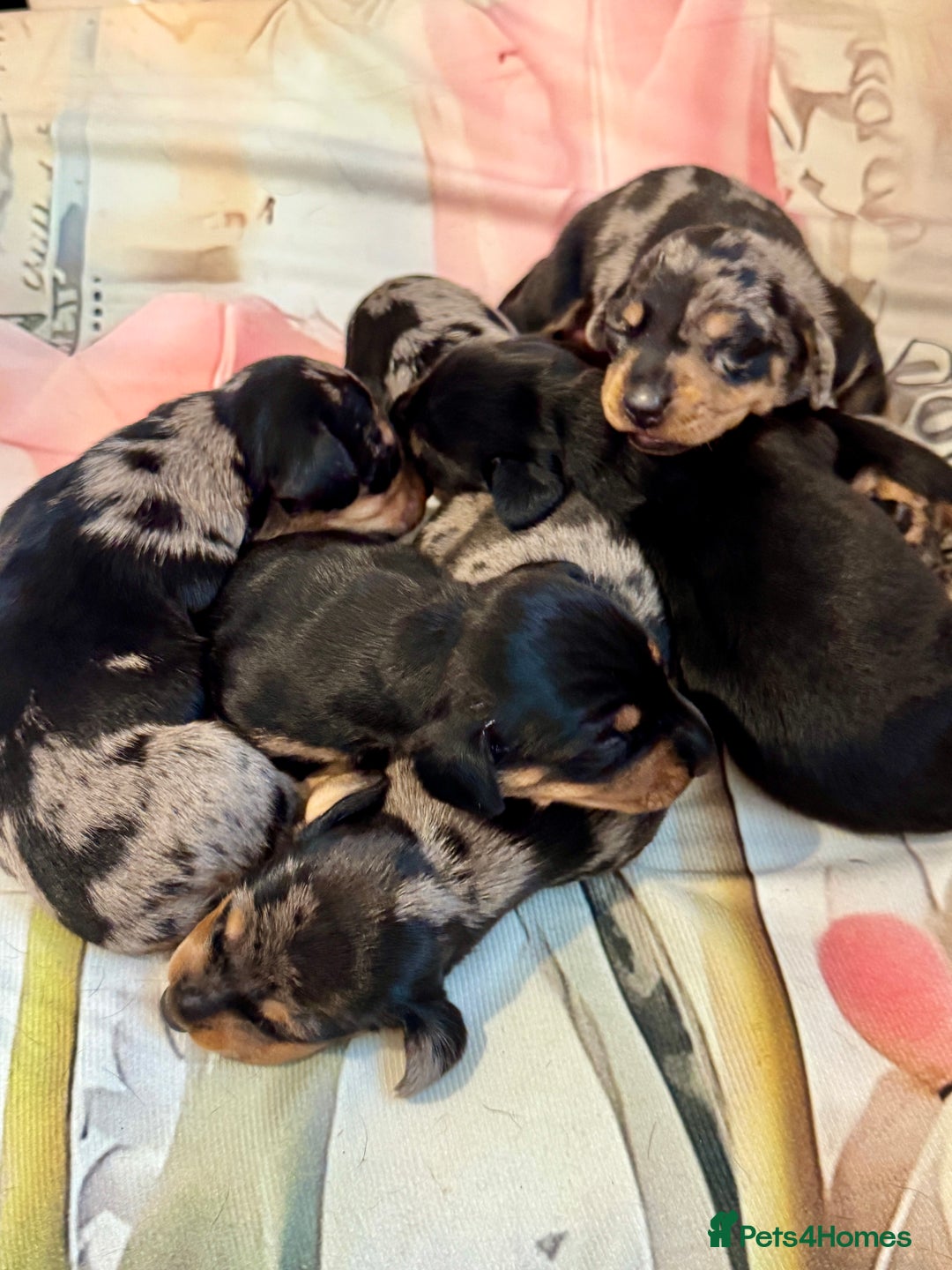 Dachshund dogs for sale: Pedigree Dachshund puppies PRA clear health tested - Image 11