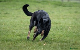German Shepherd dogs for sale: Nix female  - Image 6