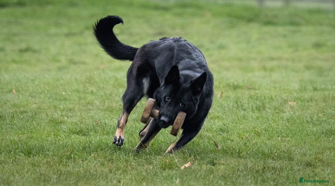 German Shepherd dogs for sale: Nix female  - Image 6