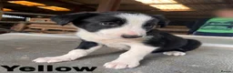 Border Collie dogs for sale: Border Collie pup's for sale  - Advert 8