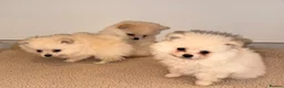 Pomeranian dogs for sale: 3 beautiful creamy/white Pomeranian puppies - Advert 6
