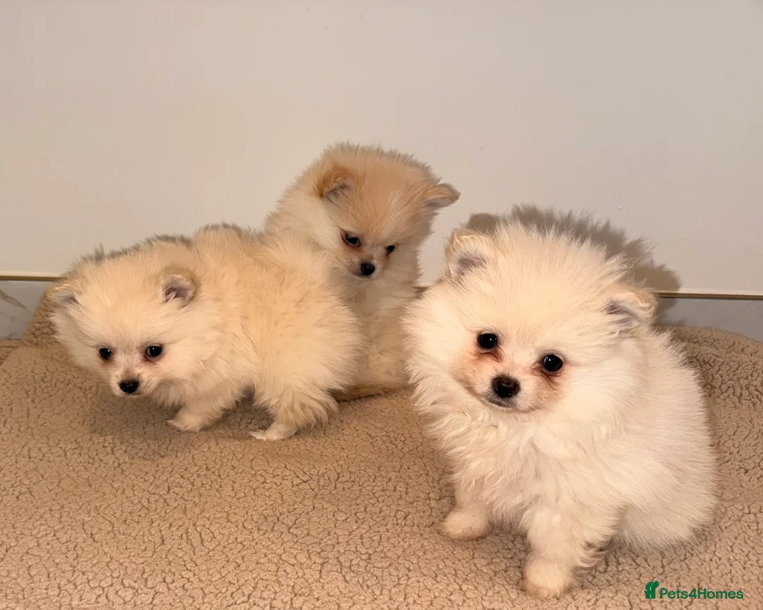 Pomeranian dogs for sale: 3 beautiful creamy/white Pomeranian puppies - Advert 6