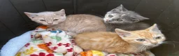 British Shorthair cats for sale: Beautiful Unusual Kittens for sale - Advert 9