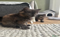 British Longhair cats for sale: Longhair & Shorthair Kittens - Image 20
