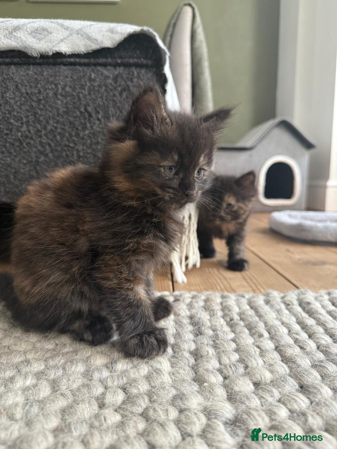 British Longhair cats for sale: Longhair & Shorthair Kittens - Image 20