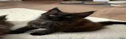Maine Coon cats for sale: Maine coon - Advert 10