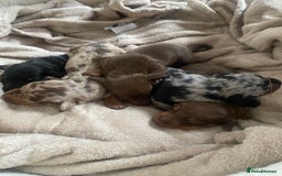 Dachshund dogs for sale: Minture dashund - Image 3