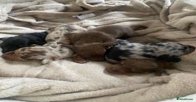 Dachshund dogs - Advert 1