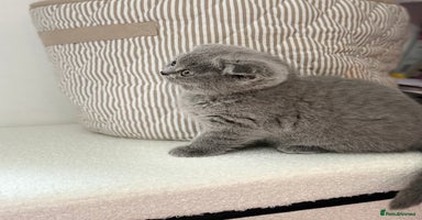 Scottish Fold cats - Advert 5