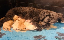 Cockapoo dogs for sale: F2b cockapoo puppies  - Image 15