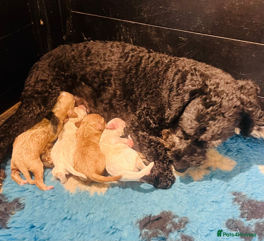 Cockapoo dogs for sale: F2b cockapoo puppies  - Image 15