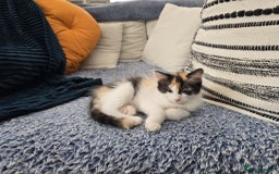 Mixed Breed cats for sale: Beautiful kittens - Image 5