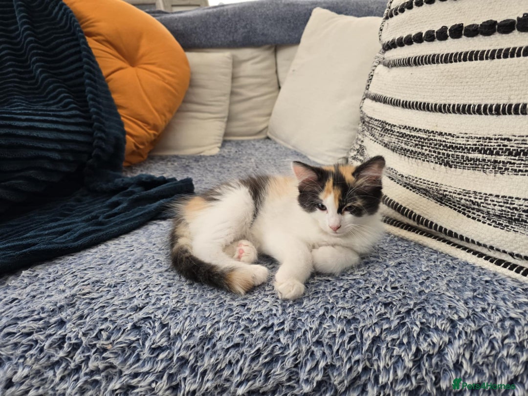 Mixed Breed cats for sale: Beautiful kittens - Image 5