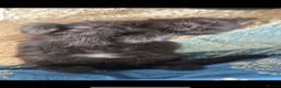 Ragdoll cats for sale: Mixed ragdoll kittens for sale ! - Advert 9