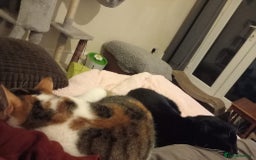Mixed Breed cats for sale: Two siblings cats for sale  - Image 2