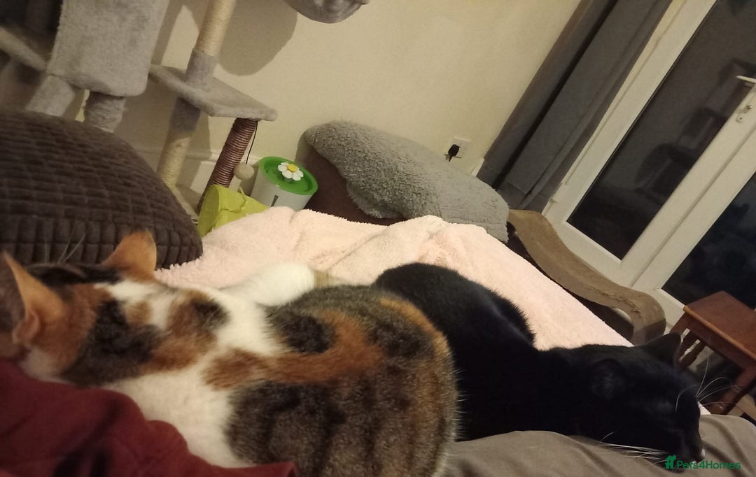 Mixed Breed cats for sale: Two siblings cats for sale  - Image 2