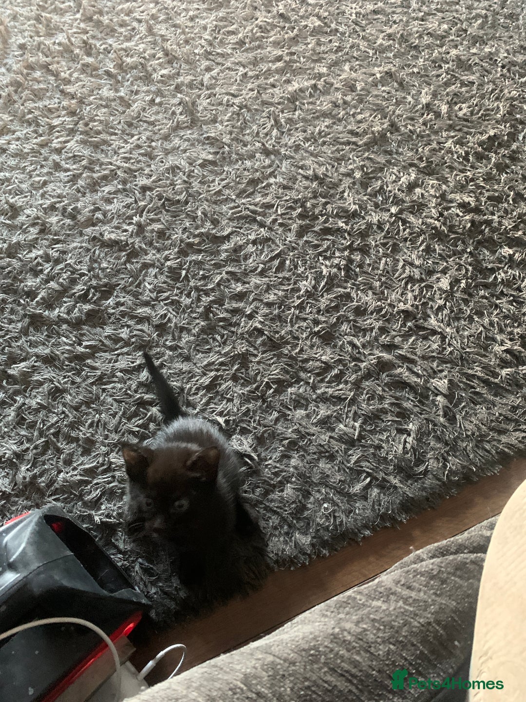 Mixed Breed cats for sale: 8 beautiful kittens for sale - Advert 16