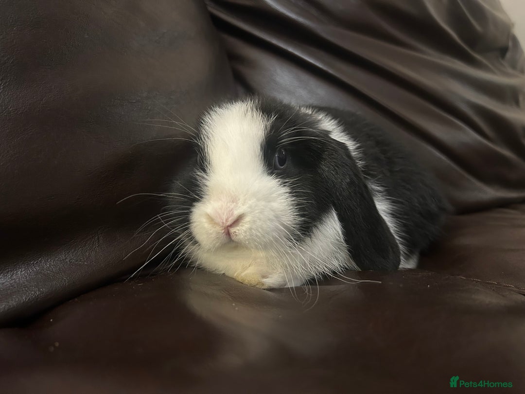 Mini Lop rabbits for sale: Lovely baby minilop for sale  - Advert 5