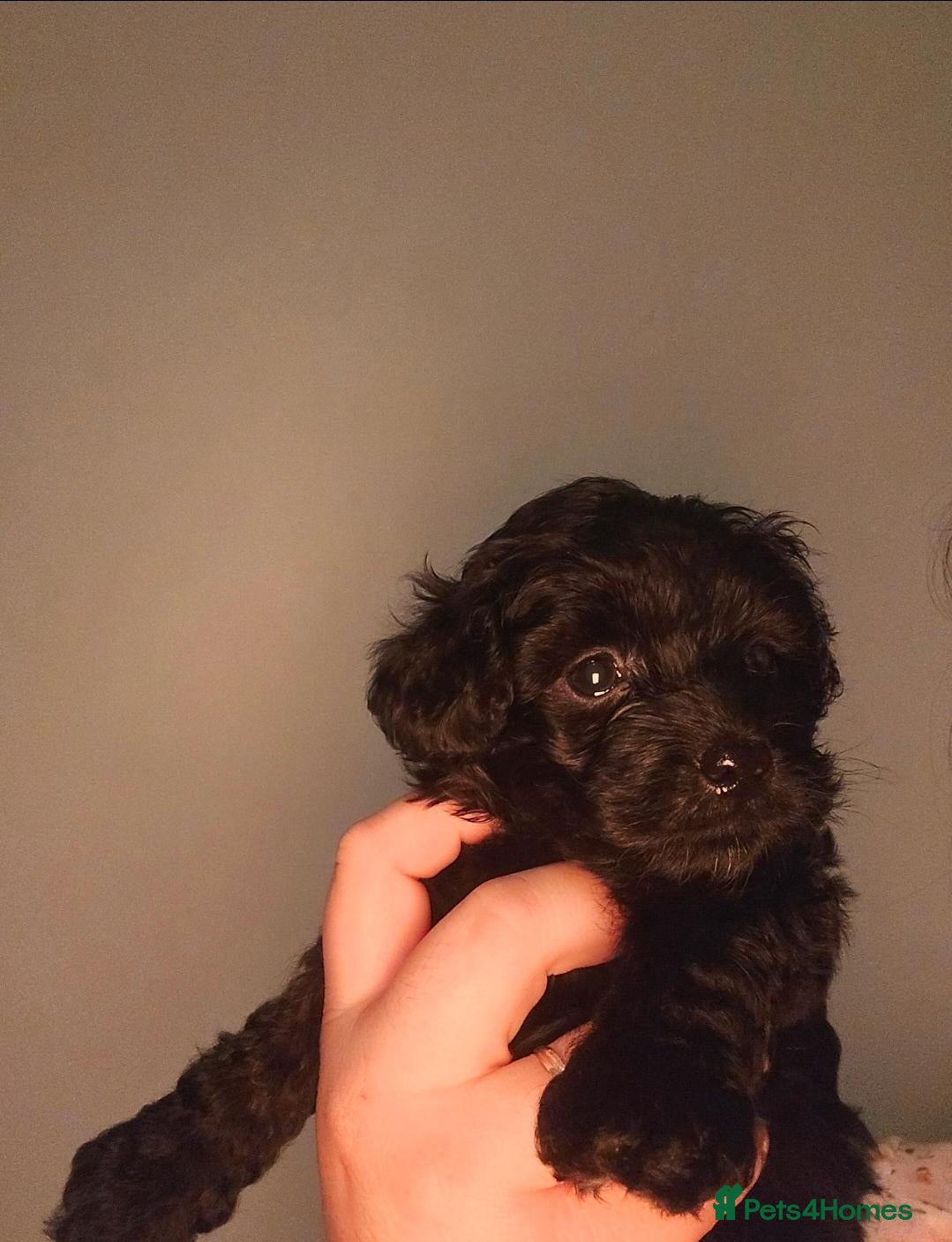 Shihpoo dogs 💜🐾One girl left – Ready to go on Wednesday! 🏡💜 - Advert 2