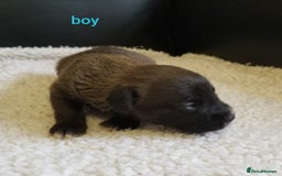 Jackapoo dogs for sale: Jackapoo puppies - Image 8