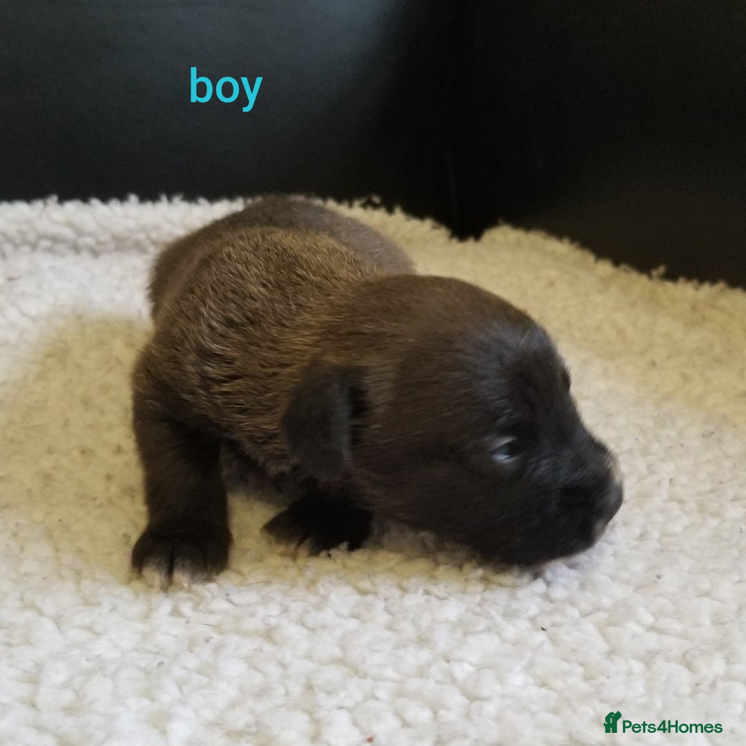 Jackapoo dogs for sale: Jackapoo puppies - Image 8