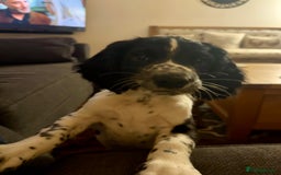 English Springer Spaniel dogs for sale: Black and white English Springer Spaniel Puppy - Image 1