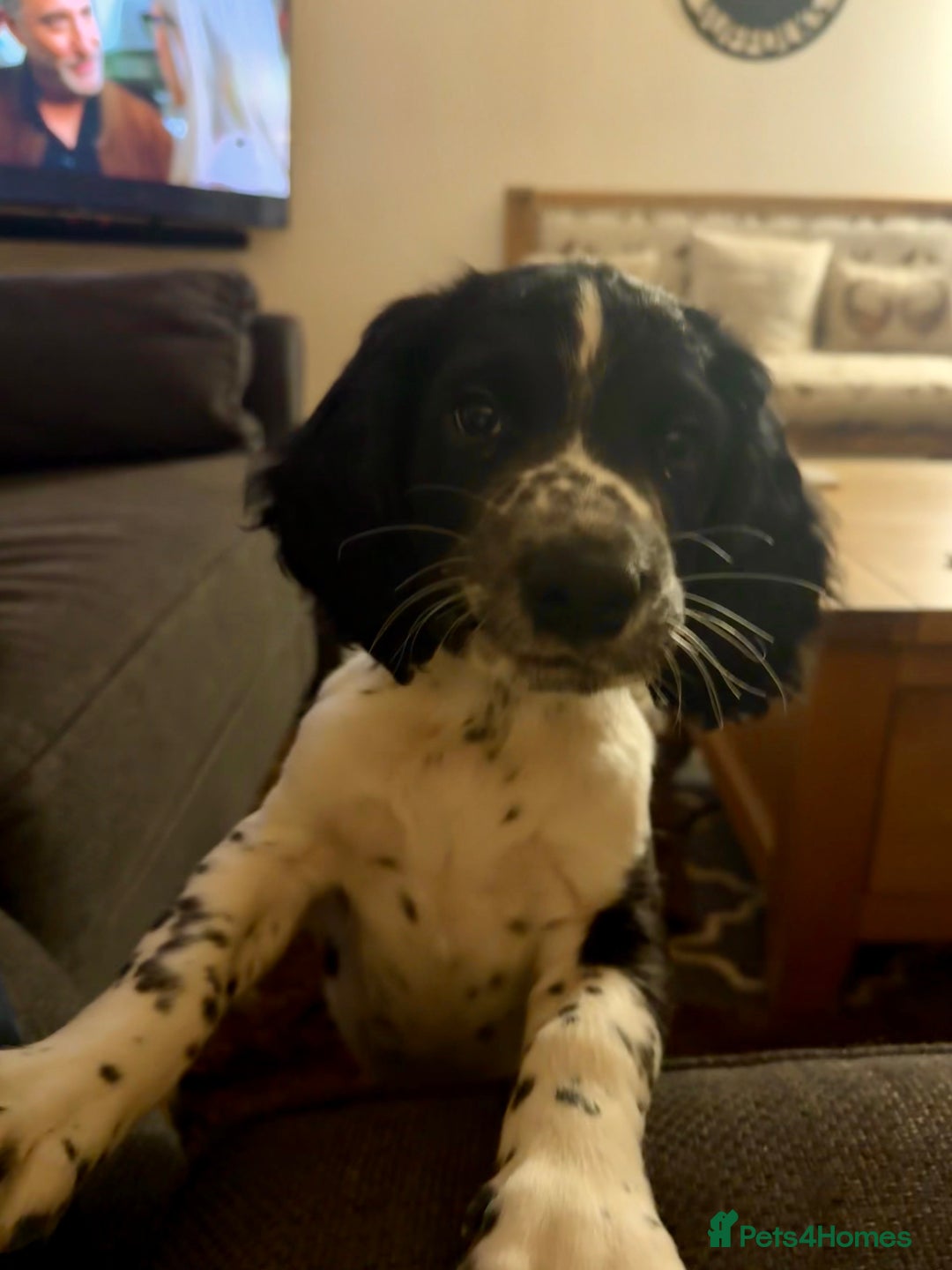 English Springer Spaniel dogs for sale: Black and white English Springer Spaniel Puppy - Image 1