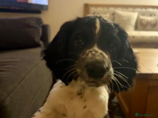 English Springer Spaniel dogs - Advert 9