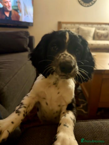 English Springer Spaniel dogs - Advert 1