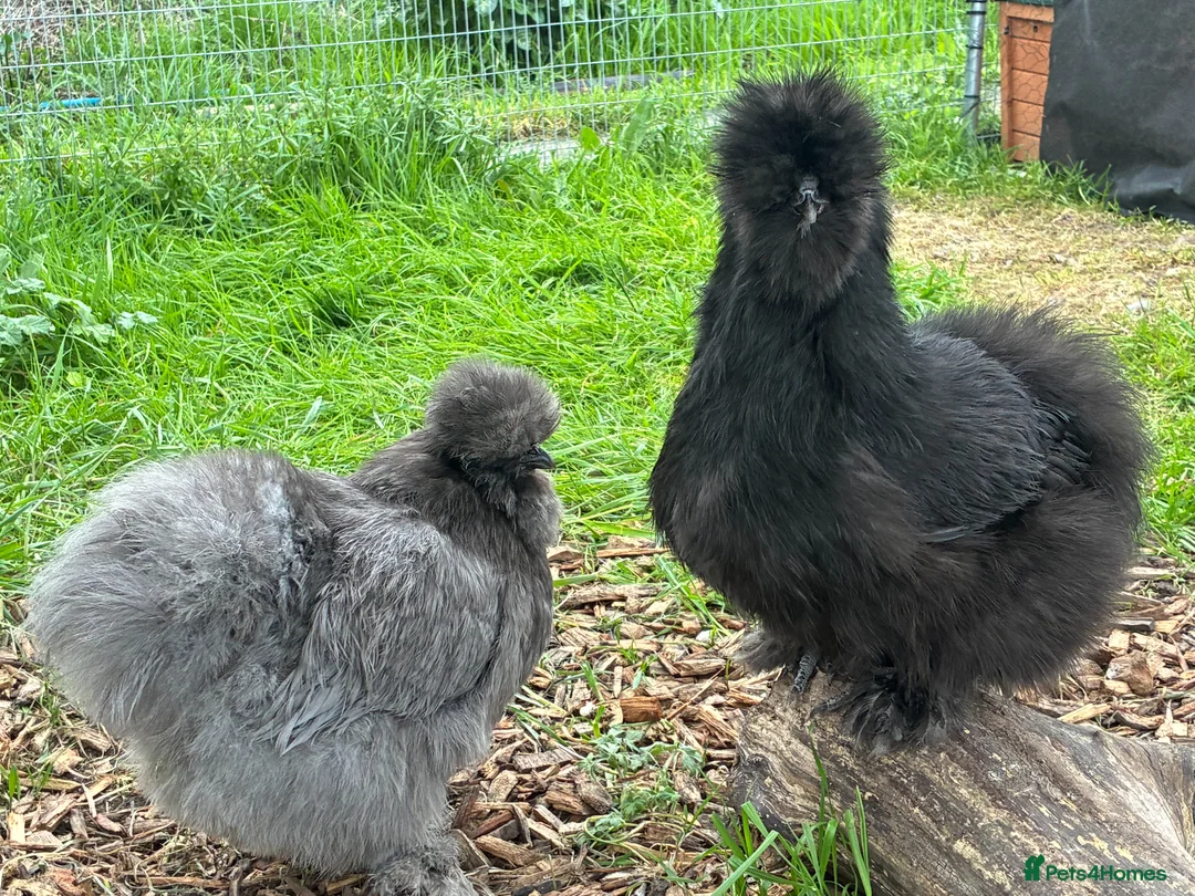 Chickens poultry for sale: Unsexed silkie chicks from 10 days old - Advert 2