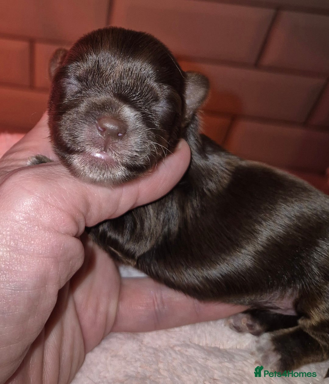 Yorkshire Terrier dogs for sale: Yorkshire Terrier puppies chocolate  - Advert 4