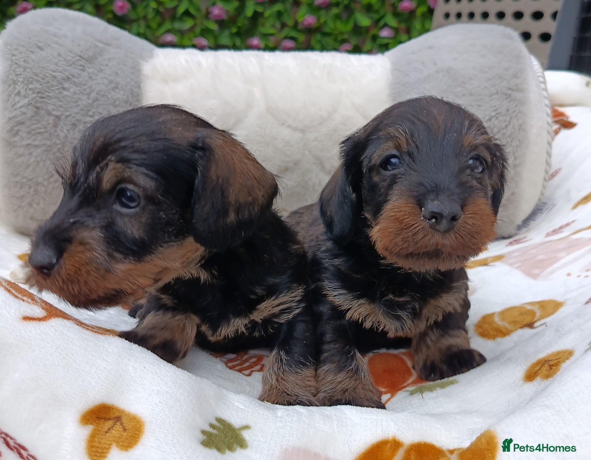 Miniature Dachshund dogs Wild Boar Boys Mini Wire KC reg PRA/LAFORA CLEAR - Advert 5