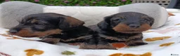Miniature Dachshund dogs for sale: Wild Boar Boys Mini Wire KC reg PRA/LAFORA CLEAR - Advert 1