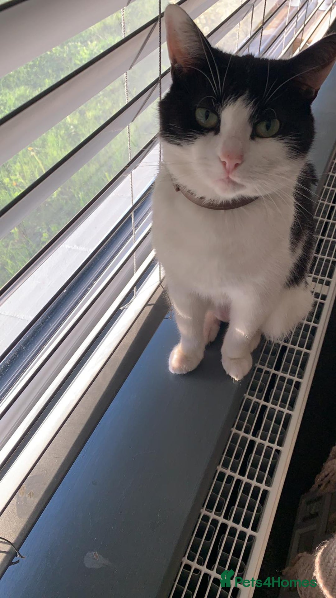 Mixed Breed cats for sale: Cara  - Image 3